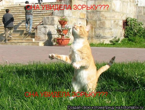 ОНА УВИДЕЛА ЗОРЬКУ??? ОНА УВИДЕЛА ЗОРЬКУ???... Котоматрица: ОНА УВИДЕЛА ЗОРЬКУ??? ОНА УВИДЕЛА ЗОРЬКУ???