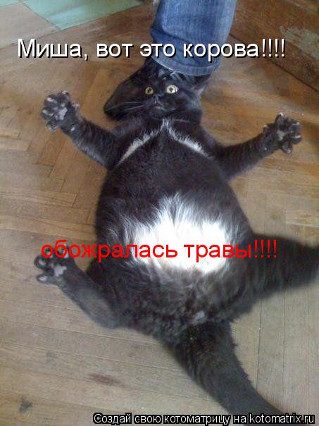 Миша, вот это корова!!!! обожралась травы!!!!... Котоматрица: Миша, вот это корова!!!! обожралась травы!!!!