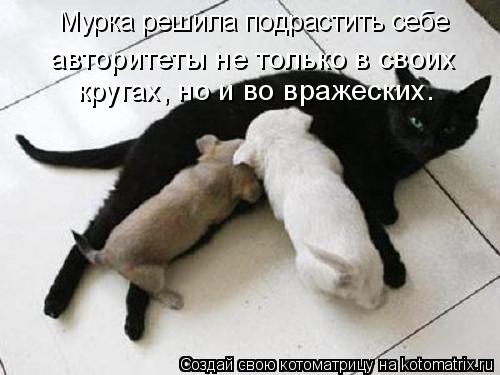 Мурка решила подрастить себе кругах, но и во вражеских. авторитеты не только в своих... Котоматрица: Мурка решила подрастить себе кругах, но и во вражеских. авторитеты не только в своих