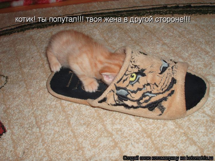 котик! ты попутал!!! твоя жена в другой стороне!!!... Котоматрица: котик! ты попутал!!! твоя жена в другой стороне!!!