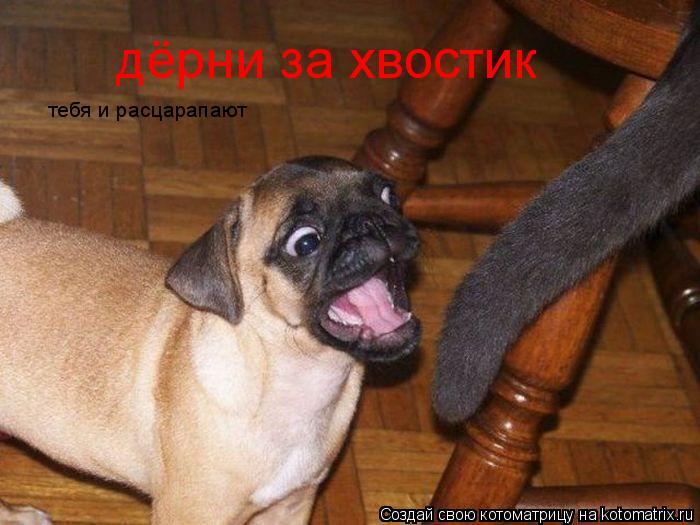 дёрни за хвостик тебя и расцарапают... Котоматрица: дёрни за хвостик тебя и расцарапают