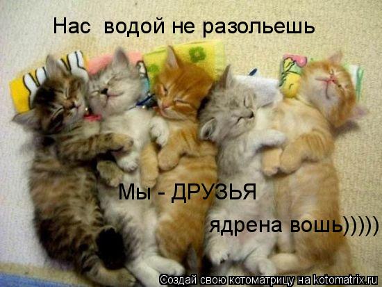 Мы - ДРУЗЬЯ ядрена вошь))))) Нас водой не разольешь... Котоматрица: Мы - ДРУЗЬЯ ядрена вошь))))) Нас водой не разольешь