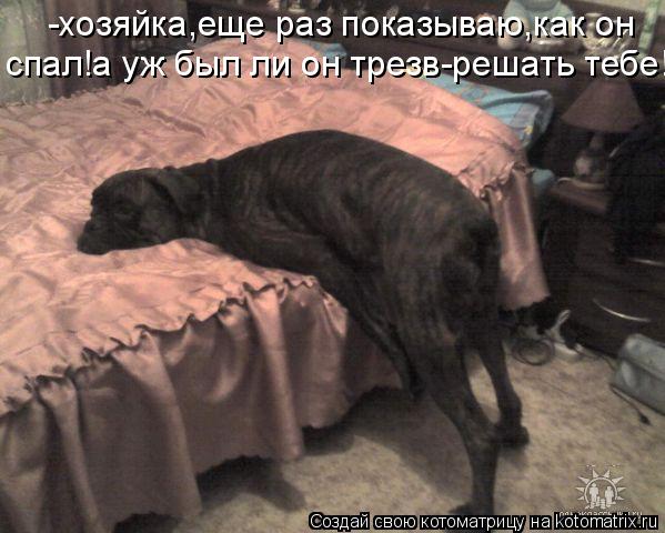 -хозяйка,еще раз показываю,как он спал!а уж был ли он трезв-решать тебе!... Котоматрица: -хозяйка,еще раз показываю,как он спал!а уж был ли он трезв-решать тебе!