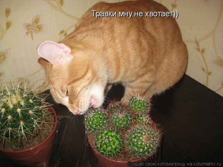 Травки мну не хвотает))... Котоматрица: Травки мну не хвотает))