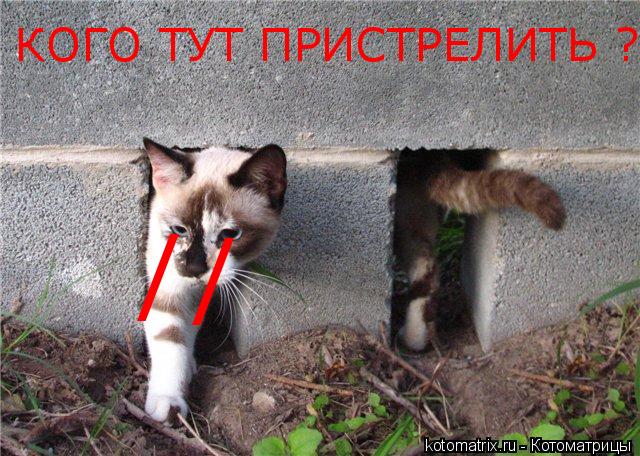 / / КОГО ТУТ ПРИСТРЕЛИТЬ ?... Котоматрица: / / КОГО ТУТ ПРИСТРЕЛИТЬ ?