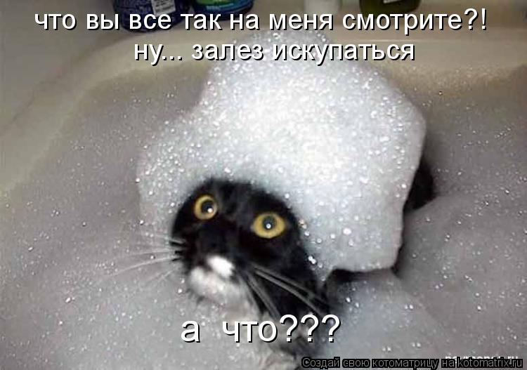 что вы все так на меня смотрите?! ну... залез искупаться а что???... Котоматрица: что вы все так на меня смотрите?! ну... залез искупаться а что???