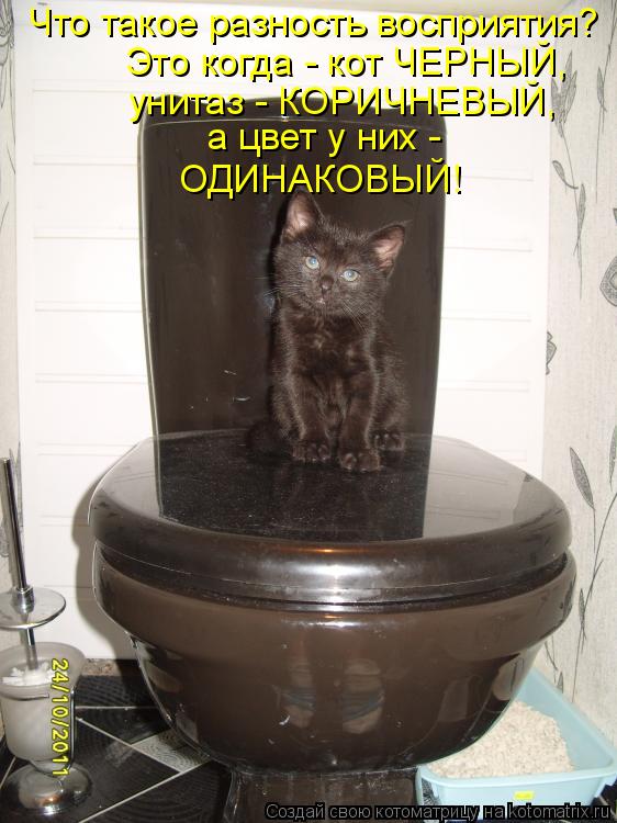 Что такое разность восприятия? Это когда - кот ЧЕРНЫЙ, унитаз - КОРИЧНЕВЫЙ, а цвет у них - ОДИНАКОВЫ... Котоматрица: Что такое разность восприятия? Это когда - кот ЧЕРНЫЙ, унитаз - КОРИЧНЕВЫЙ, а цвет у них - ОДИНАКОВЫЙ!
