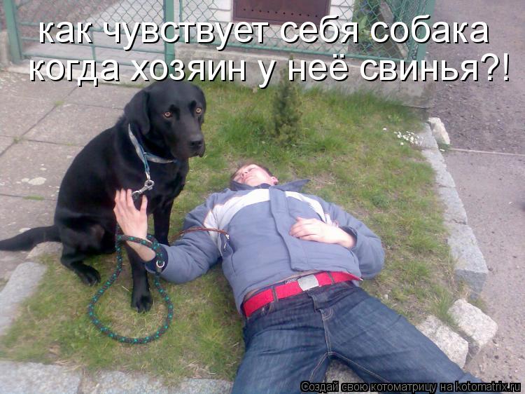 как чувствует себя собака когда хозяин у неё свинья?!... Котоматрица: как чувствует себя собака когда хозяин у неё свинья?!