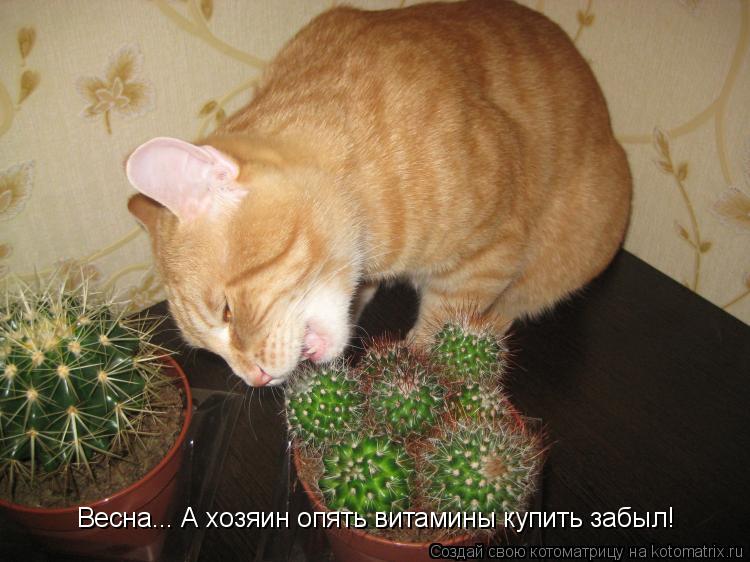 Весна... А хозяин опять витамины купить забыл!... Котоматрица: Весна... А хозяин опять витамины купить забыл!