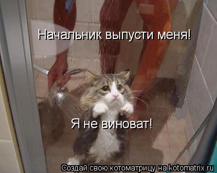 Начальник выпусти меня! Я не виноват!... Котоматрица: Начальник выпусти меня! Я не виноват!