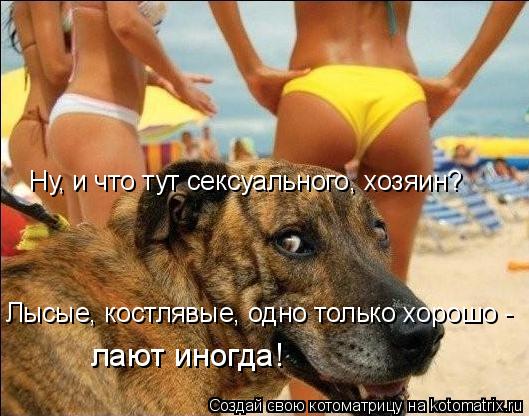 Ну, и что тут сексуального, хозяин? Лысые, костлявые, одно только хорошо - лают иногда!... Котоматрица: Ну, и что тут сексуального, хозяин? Лысые, костлявые, одно только хорошо - лают иногда!