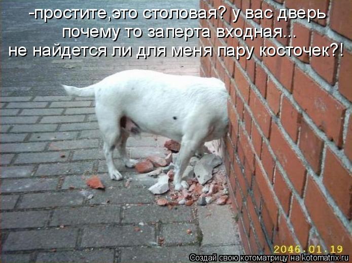 -простите,это столовая? у вас дверь почему то заперта входная... не найдется ли для меня пару косто... Котоматрица: -простите,это столовая? у вас дверь почему то заперта входная... не найдется ли для меня пару косточек?!