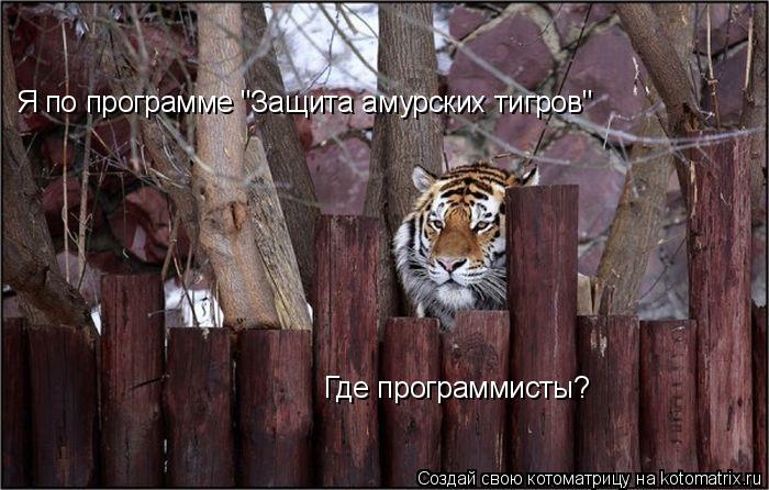 Я по программе "Защита амурских тигров" Где программисты?... Котоматрица: Я по программе "Защита амурских тигров" Где программисты?