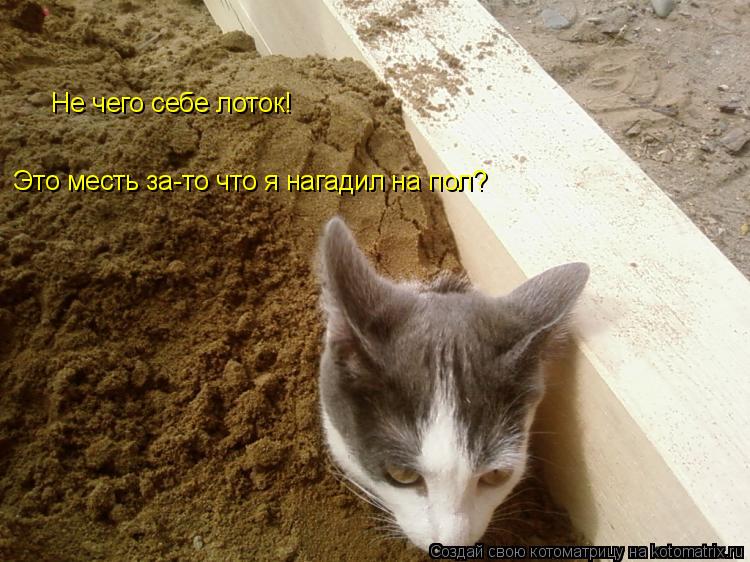 Не чего себе лоток! Это месть за-то что я нагадил на пол?... Котоматрица: Не чего себе лоток! Это месть за-то что я нагадил на пол?