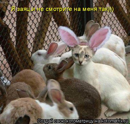 Я заяц,и не смотрите на меня так)))... Котоматрица: Я заяц,и не смотрите на меня так)))