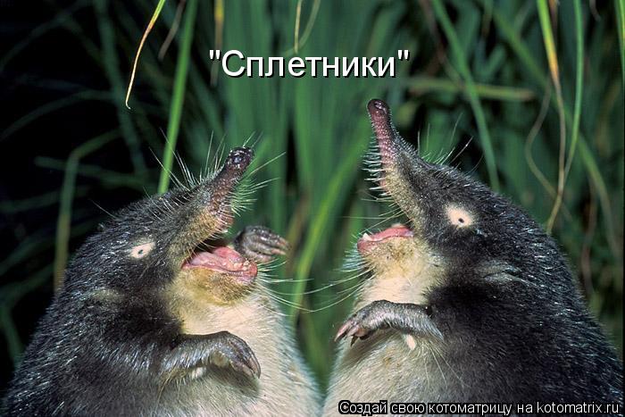 "Сплетники"... Котоматрица: "Сплетники"