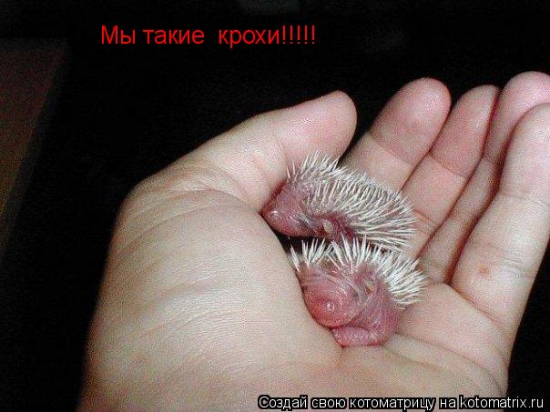 Мы такие крохи!!!!!... Котоматрица: Мы такие крохи!!!!!