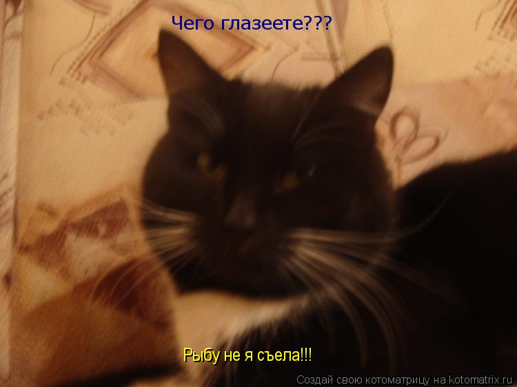 Чего глазеете??? Рыбу не я съела!!!... Котоматрица: Чего глазеете??? Рыбу не я съела!!!