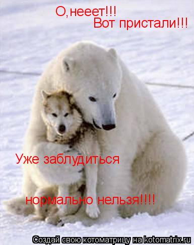 О,нееет!!! Вот пристали!!! Уже заблудиться нормально нельзя!!!!... Котоматрица: О,нееет!!! Вот пристали!!! Уже заблудиться нормально нельзя!!!!
