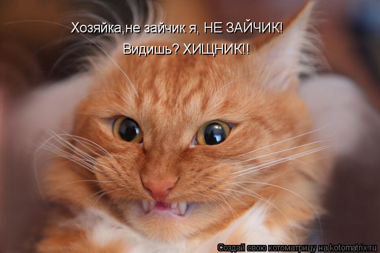 Хозяйка,не зайчик я, НЕ ЗАЙЧИК! Видишь? ХИЩНИК!!... Котоматрица: Хозяйка,не зайчик я, НЕ ЗАЙЧИК! Видишь? ХИЩНИК!!