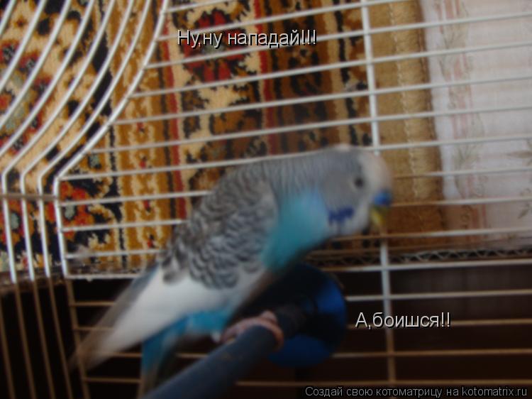 Ну,ну нападай!!! А,боишся!!... Котоматрица: Ну,ну нападай!!! А,боишся!!