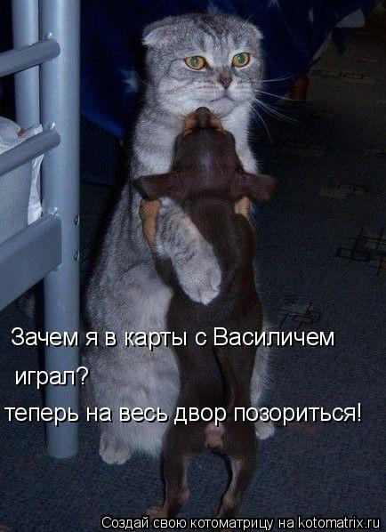 Зачем я в карты с Василичем играл? теперь на весь двор позориться!... Котоматрица: Зачем я в карты с Василичем играл? теперь на весь двор позориться!