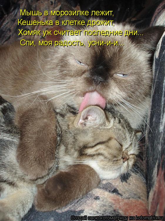 Мышь в морозилке лежит, Кешенька в клетке дрожит, Хомяк уж считает последние дни... Спи, моя радость,... Котоматрица: Мышь в морозилке лежит, Кешенька в клетке дрожит, Хомяк уж считает последние дни... Спи, моя радость, усни-и-и...