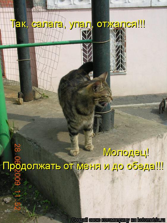 Так, салага, упал, отжался!!! Молодец! Продолжать от меня и до обеда!!!... Котоматрица: Так, салага, упал, отжался!!! Молодец! Продолжать от меня и до обеда!!!
