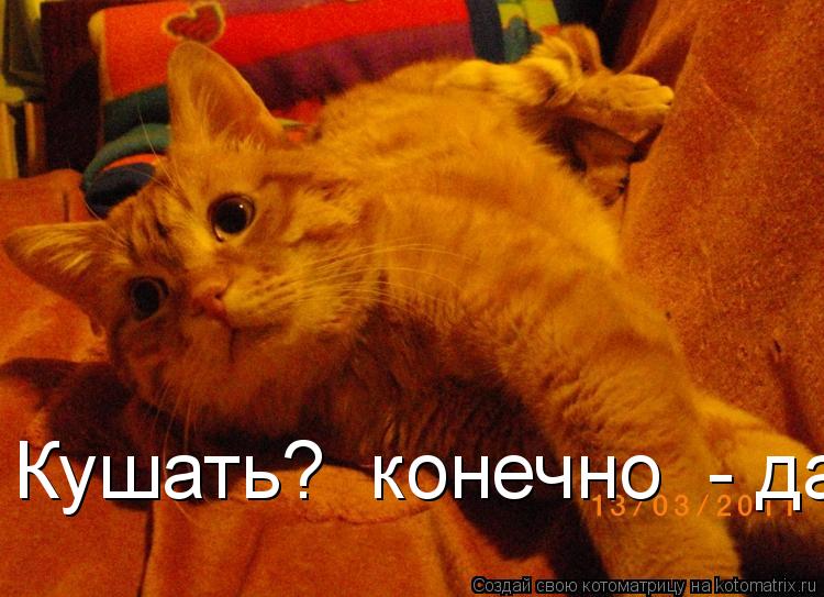 Кушать? конечно - да... Котоматрица: Кушать? конечно - да