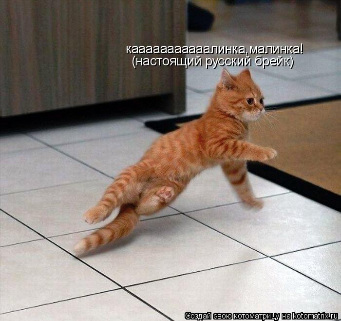 кааааааааааалинка,малинка! (настоящий русский брейк)... Котоматрица: кааааааааааалинка,малинка! (настоящий русский брейк)