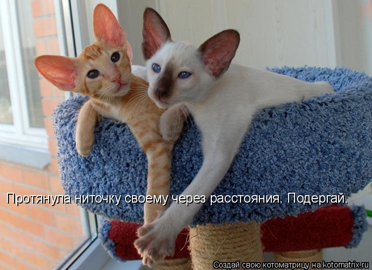 Протянула ниточку своему через расстояния. Подергай.... Котоматрица: Протянула ниточку своему через расстояния. Подергай.