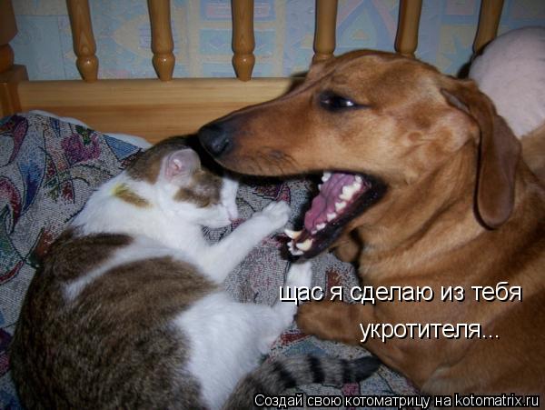 щас я сделаю из тебя укротителя...... Котоматрица: щас я сделаю из тебя укротителя...