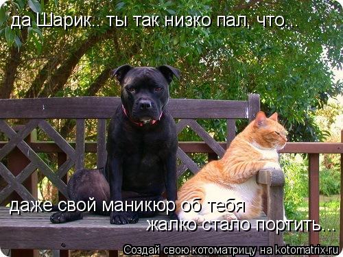 да Шарик.. ты так низко пал, что... даже свой маникюр об тебя жалко стало портить...... Котоматрица: да Шарик.. ты так низко пал, что... даже свой маникюр об тебя жалко стало портить...