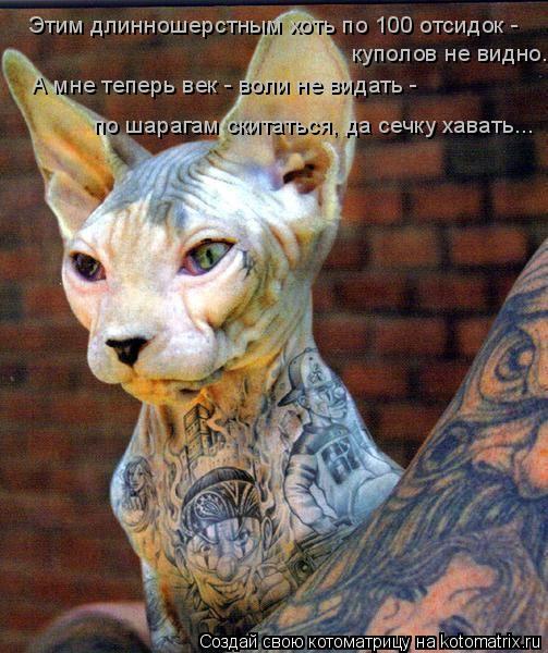 Этим длинношерстным хоть по 100 отсидок - куполов не видно. А мне теперь век - воли не видать - по ша... Котоматрица: Этим длинношерстным хоть по 100 отсидок - куполов не видно. А мне теперь век - воли не видать - по шарагам скитаться, да сечку хавать...