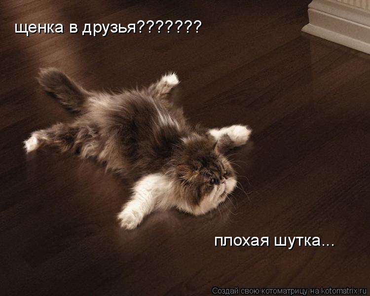 щенка в друзья??????? плохая шутка...... Котоматрица: щенка в друзья??????? плохая шутка...