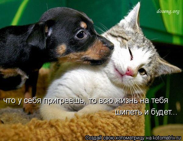 что у себя пригреешь, то всю жизнь на тебя шипеть и будет...... Котоматрица: что у себя пригреешь, то всю жизнь на тебя шипеть и будет...