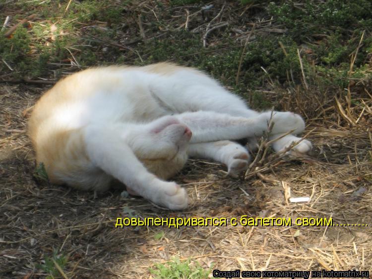 довыпендривался с балетом своим............. Котоматрица: довыпендривался с балетом своим..........