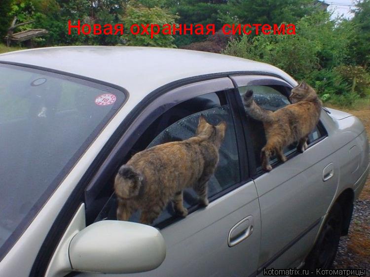 Новая охранная система... Котоматрица: Новая охранная система