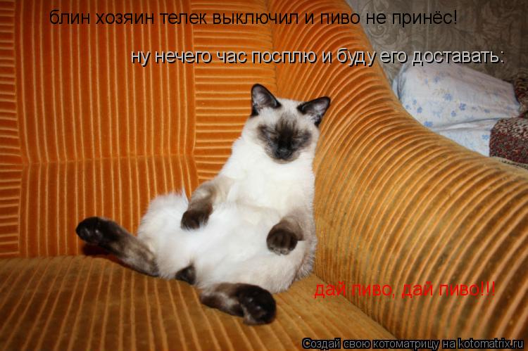 блин хозяин телек выключил и пиво не принёс! ну нечего час посплю и буду его доставать: дай пиво, дай... Котоматрица: блин хозяин телек выключил и пиво не принёс! ну нечего час посплю и буду его доставать: дай пиво, дай пиво!!!