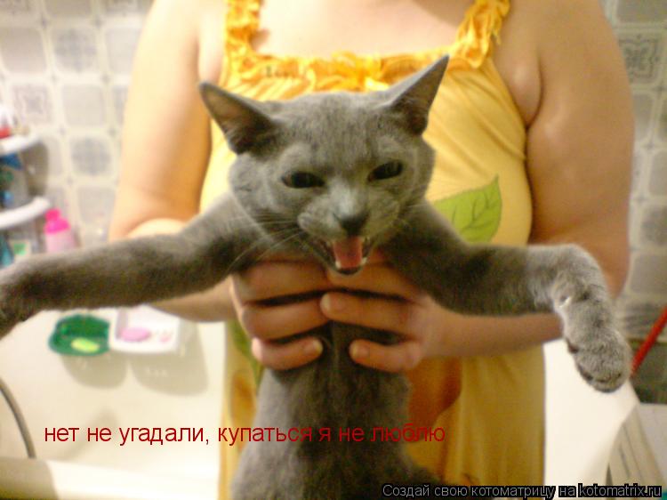 нет не угадали, купаться я не люблю... Котоматрица: нет не угадали, купаться я не люблю