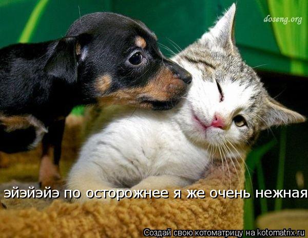 эйэйэйэ по осторожнее я же очень нежная... Котоматрица: эйэйэйэ по осторожнее я же очень нежная