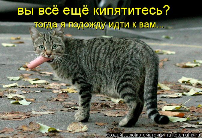 вы всё ещё кипятитесь? тогда я подожду идти к вам...... Котоматрица: вы всё ещё кипятитесь? тогда я подожду идти к вам...