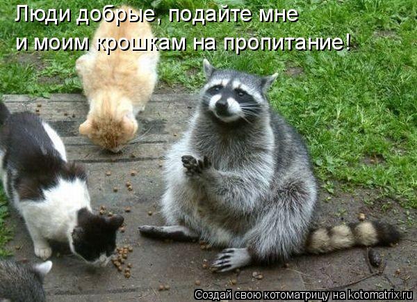 Люди добрые, подайте мне и моим крошкам на пропитание!... Котоматрица: Люди добрые, подайте мне и моим крошкам на пропитание!