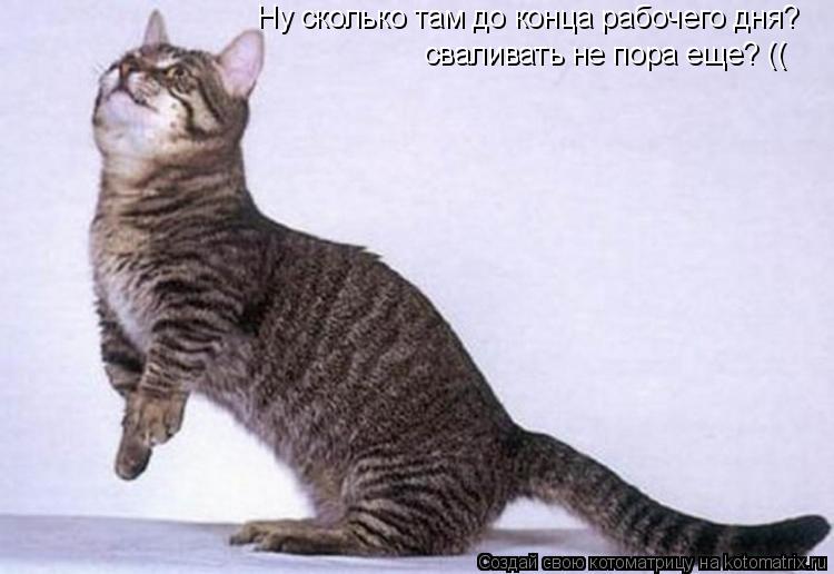 сваливать не пора еще? (( Ну сколько там до конца рабочего дня?... Котоматрица: сваливать не пора еще? (( Ну сколько там до конца рабочего дня?