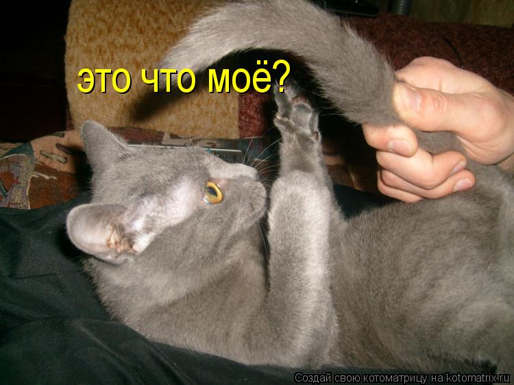 это что моё?... Котоматрица: это что моё?