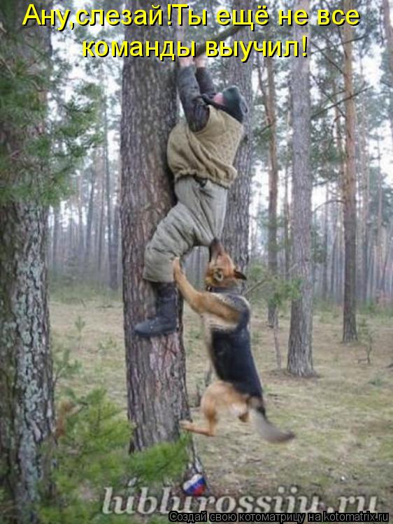 Ану,слезай!Ты ещё не все команды выучил!... Котоматрица: Ану,слезай!Ты ещё не все команды выучил!