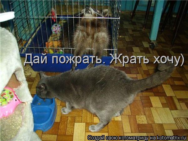 Дай пожрать. Жрать хочу)... Котоматрица: Дай пожрать. Жрать хочу)
