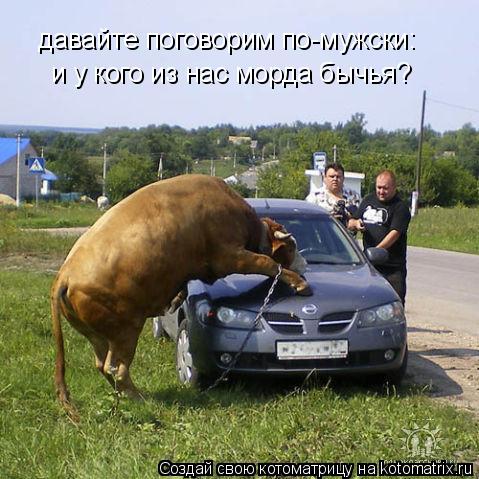 давайте поговорим по-мужски: и у кого из нас морда бычья?... Котоматрица: давайте поговорим по-мужски: и у кого из нас морда бычья?