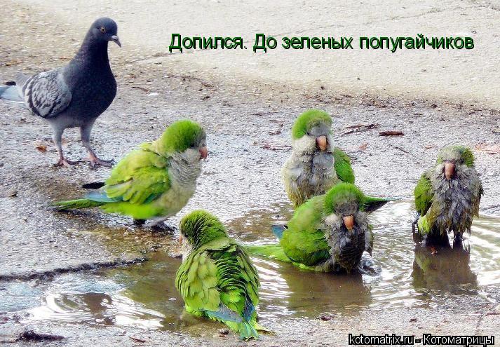 Допился. До зеленых попугайчиков... Котоматрица: Допился. До зеленых попугайчиков