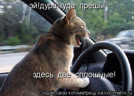 эй!дура!куда прёшь! здесь две сплошные!... Котоматрица: эй!дура!куда прёшь! здесь две сплошные!